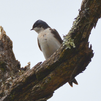 White-Rumped Swallow (2)